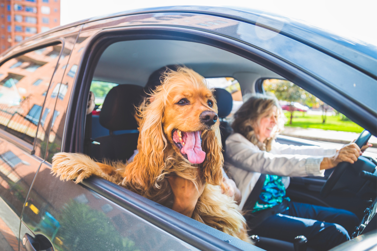 Tips for Traveling with Your Pet